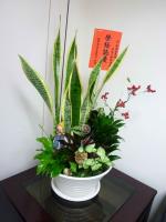 虎尾蘭桌上盆景