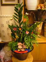 金錢樹桌上盆栽